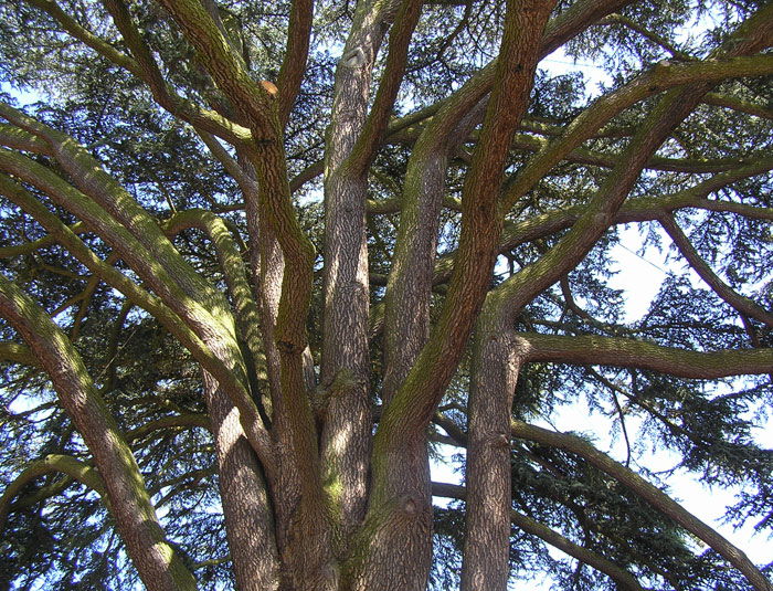 Baum Naturalium.de