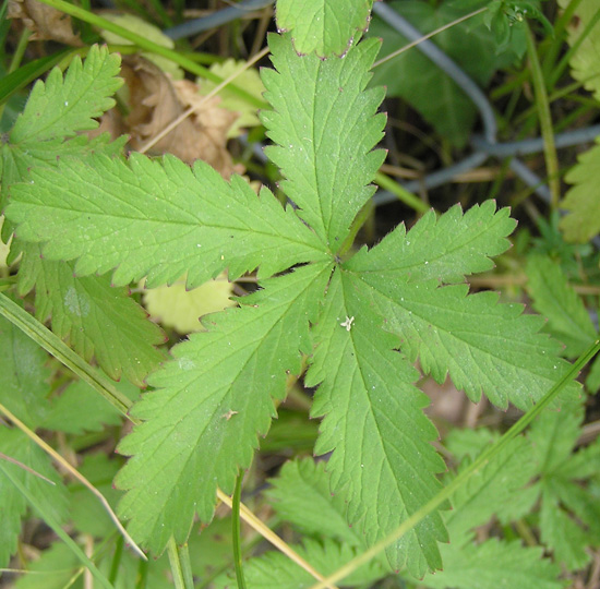 Kriechendes Fingerkraut, Potentilla reptans
