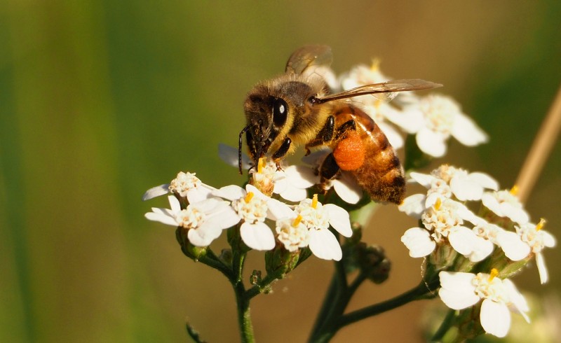 Biene auf Schafgarbe