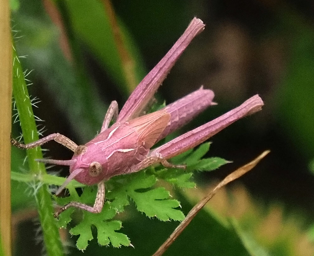Chorthippus biguttulus-Artenkomplex pink Erythrismus