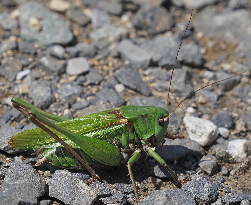 Warzenbeißer, Decticus verrucivorus m