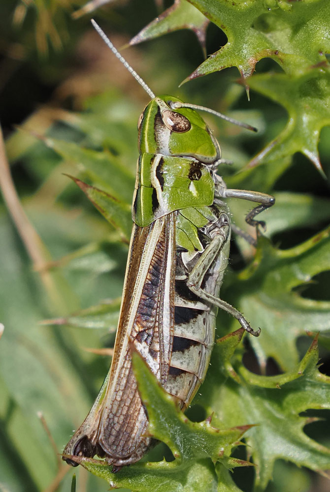 Gewöhnlicher Heidegrashüpfer, Stenobothrus lineatus