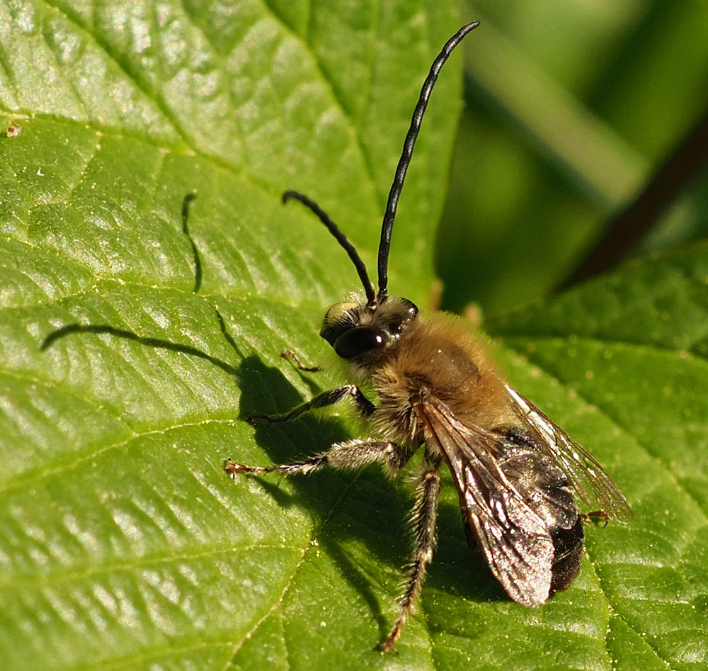 Mai-Langhornbiene, Eucera nigrescens Männchen