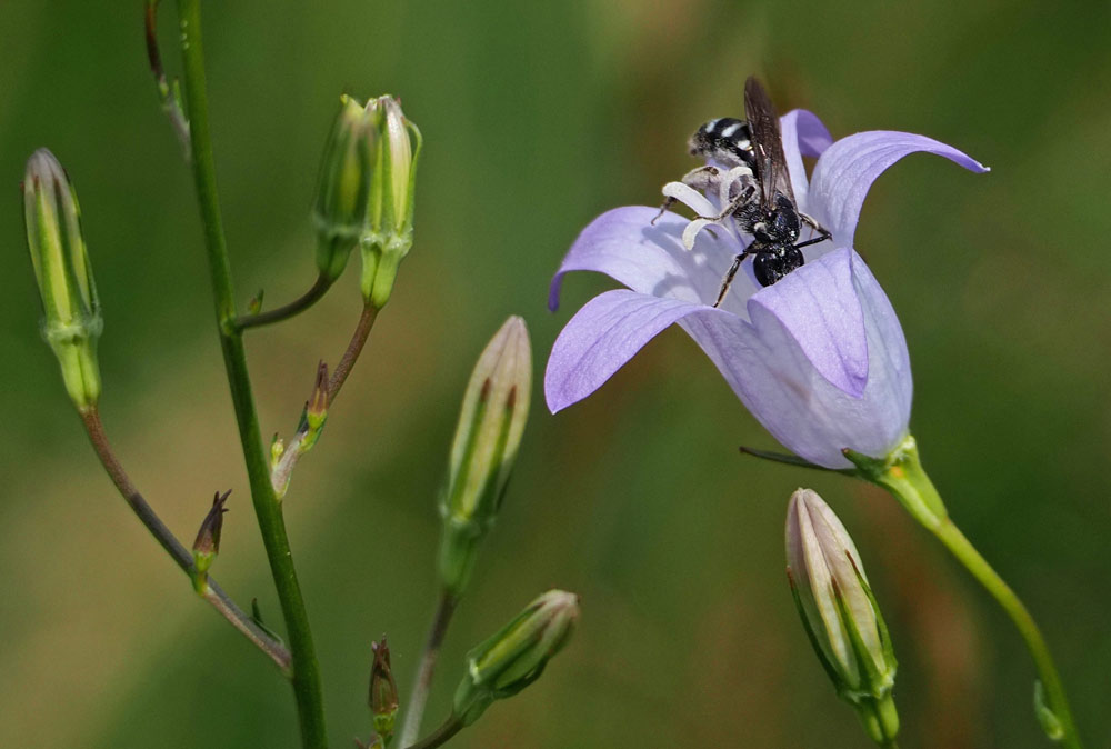 Glockenblumen-Schmalbiene, Lasioglossum costulatum