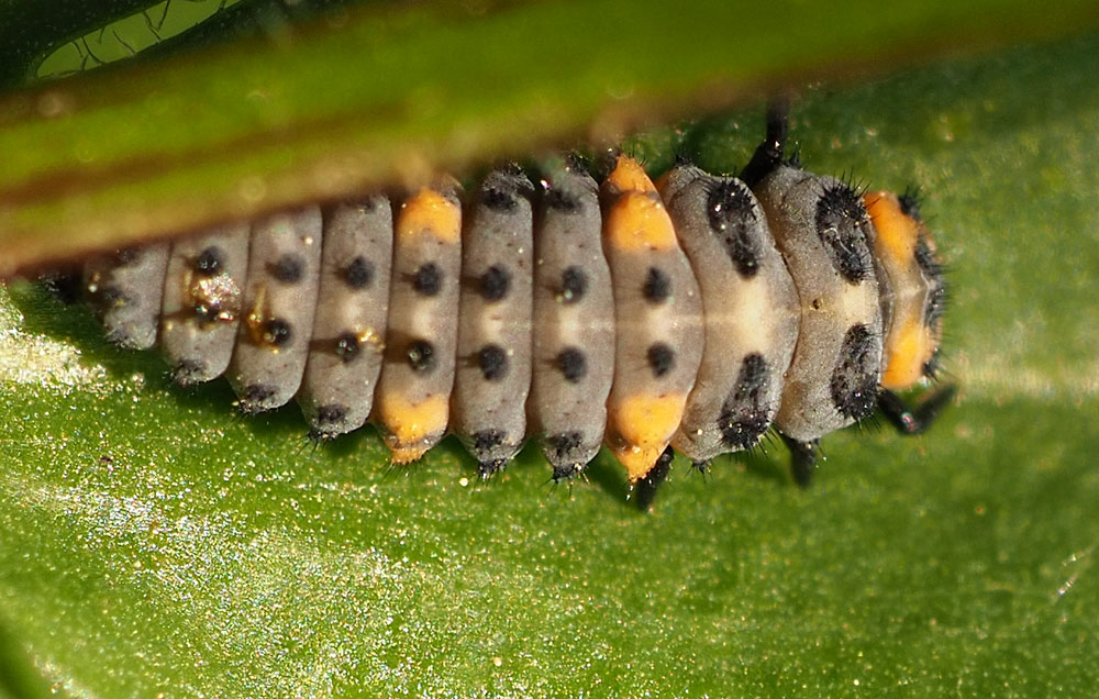 Siebenpunktmarienkäfer, Coccinella septempunctata Larve