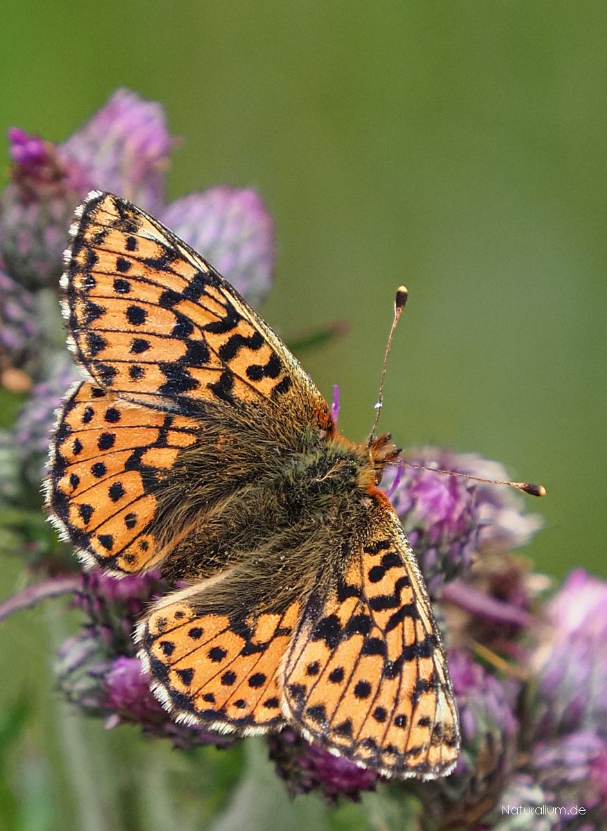 Hochmoor-Perlmutterfalter, Boloria aquilonaris