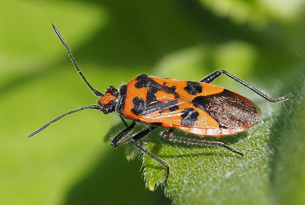 Zimtwanze, Corizus hyoscyami