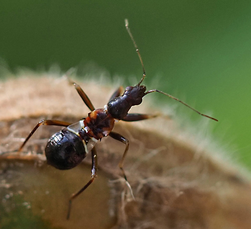 Ameisenähnliche Sichelwanze, Himacerus mirmicoides Nymphe