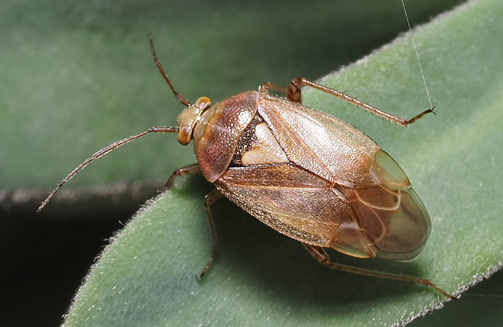 Behaarte Wiesenwanze, Lygus rugulipennis