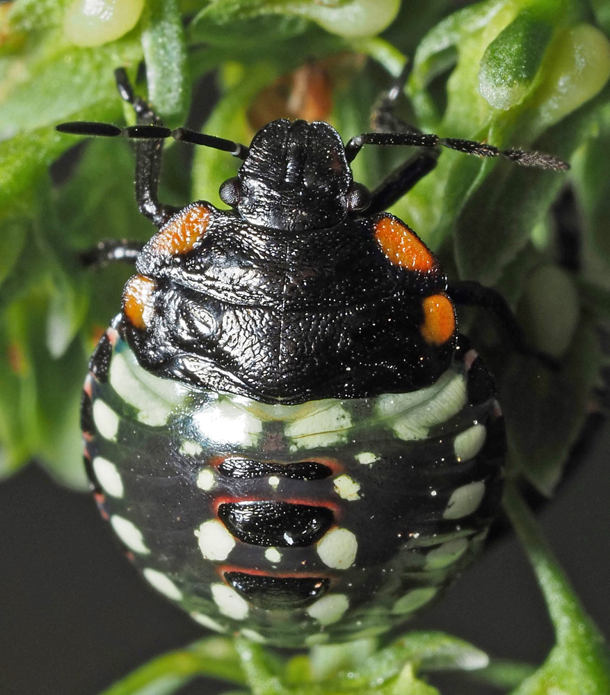 Grüne Reiswanze, Nezara viridula Nymphe Grüne Reiswanze, Nezara viridula Nymphe