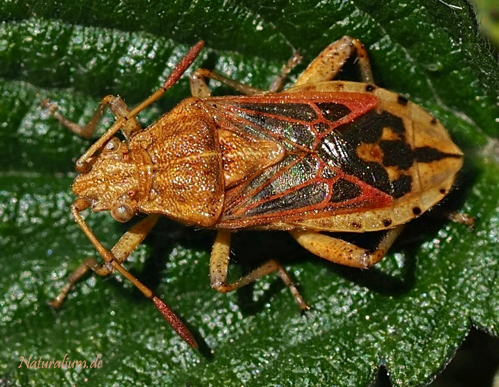 Korbblüten-Glasflügelwanze, Stictopleurus abutilon Korbblüten-Glasflügelwanze, Stictopleurus abutilon