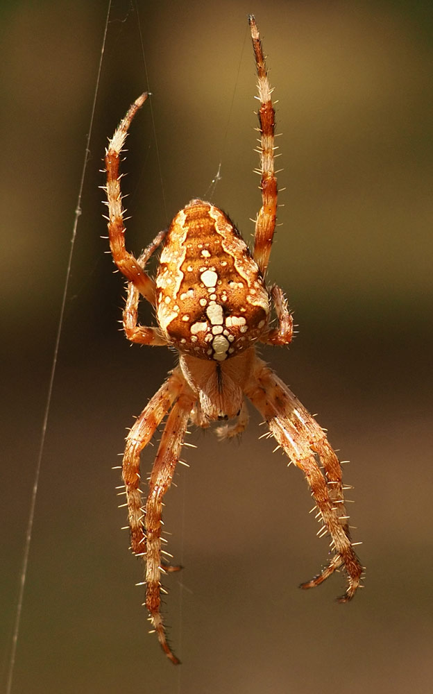 Garten Kreuzspinne Araneus Diadematus