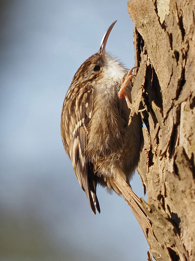 Gartenbaumläufer, Certhia brachydactyla Gartenbaumläufer, Certhia brachydactyla
