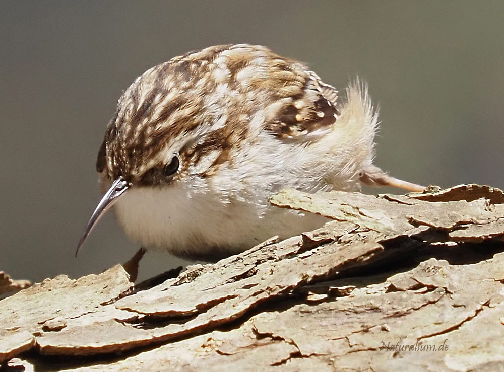 Gartenbaumläufer, Certhia brachydactyla Gartenbaumläufer, Certhia brachydactyla