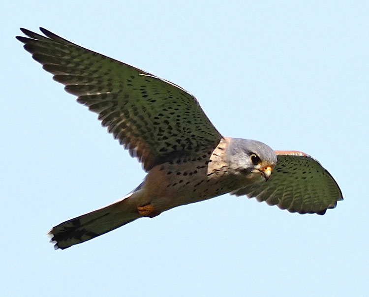 Turmfalke, Falco tinnunculus Flugbild