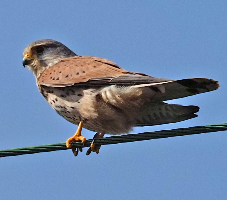 Turmfalke, Falco tinnunculus Männchen