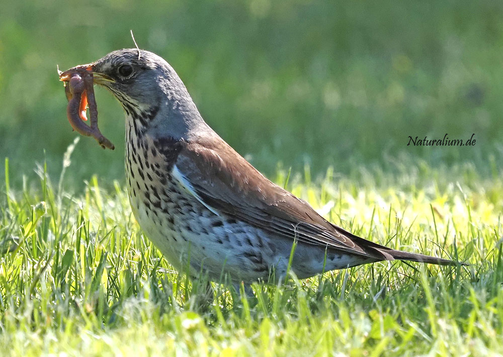 Wacholderdrossel, Turdus pilaris