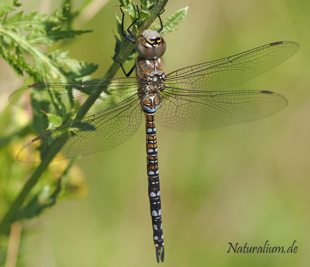 Herbst-Mosaikjungfer, Aeshna mixta
