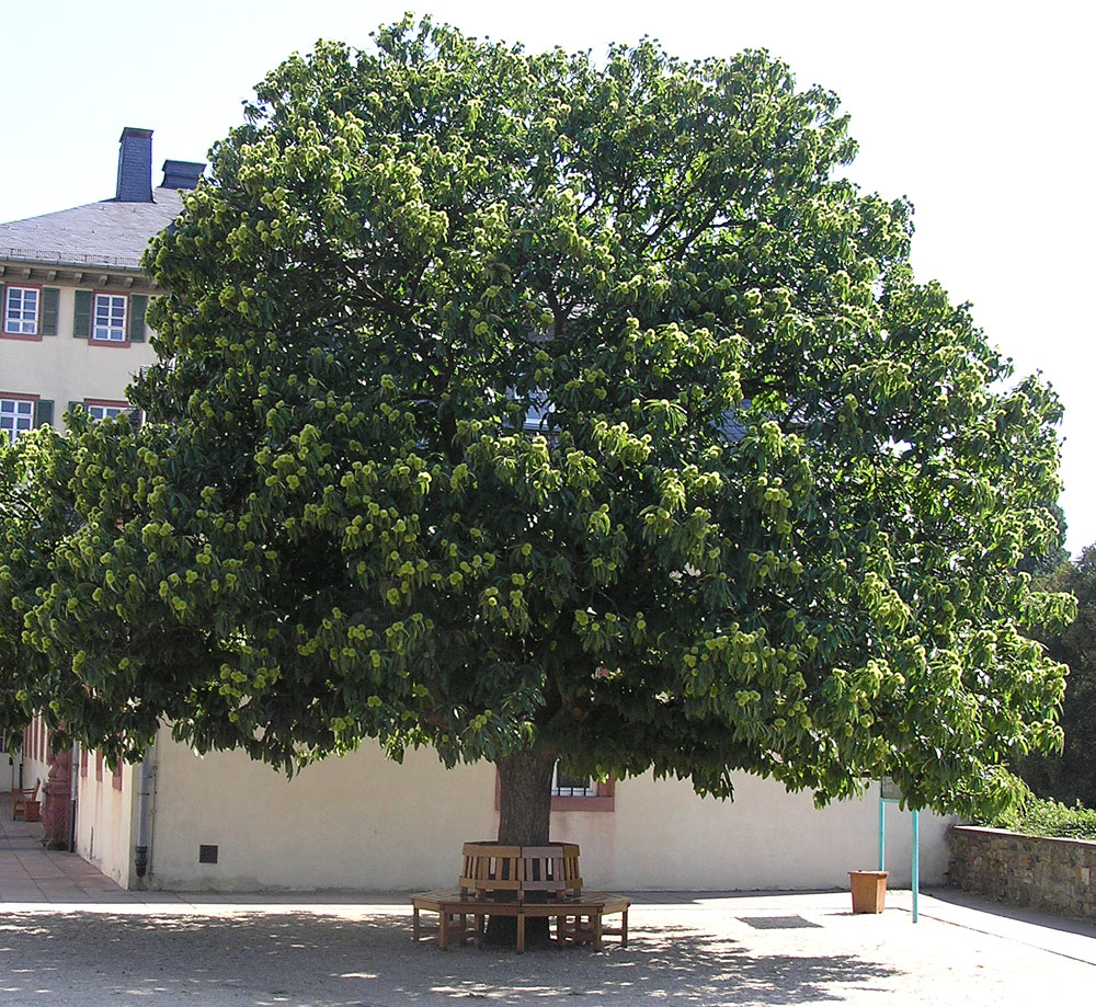 Esskastanie, Castanea sativa