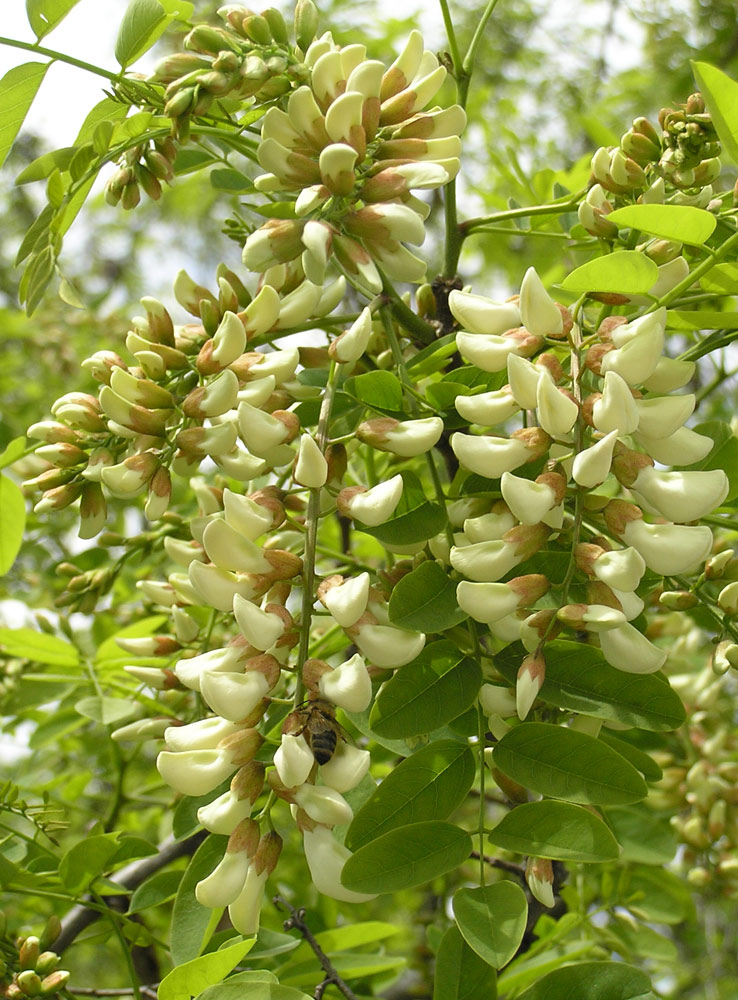 Gewöhnliche Robinie, Robinia pseudoacacia Gewöhnliche Robinie, Robinia pseudoacacia