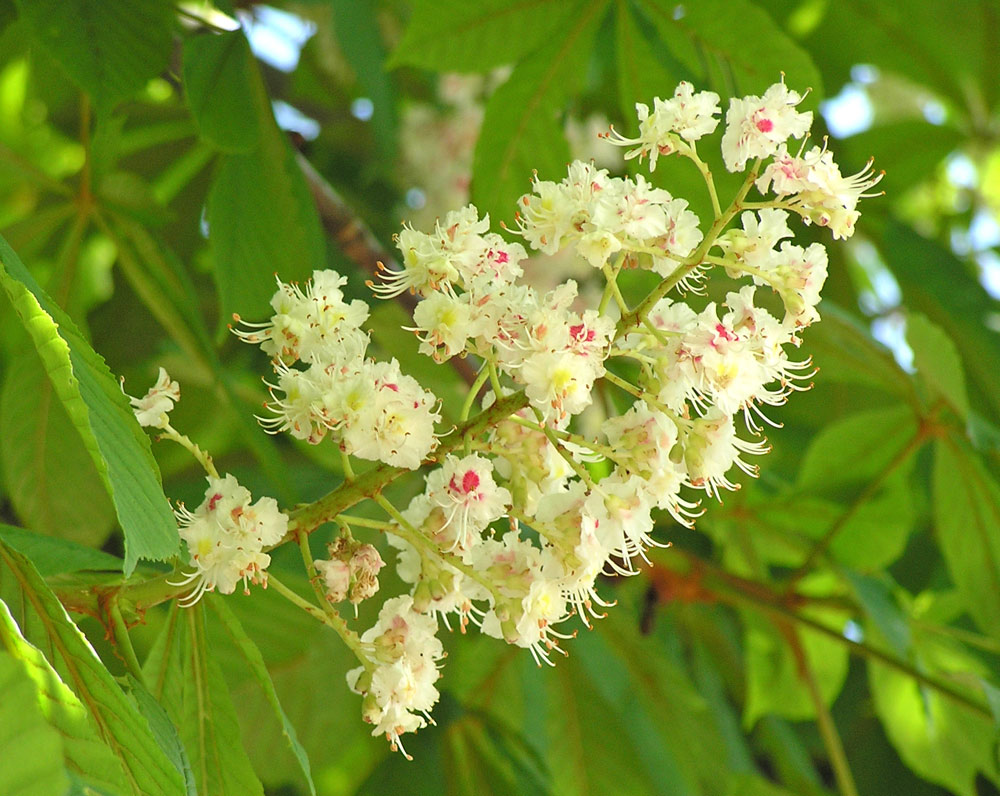 Gewöhnliche Rosskastanie, Aesculus hippocastanum Blüte