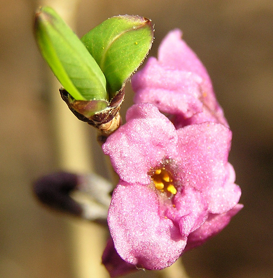 Gewöhnlicher Seidelbast, Daphne mezereum