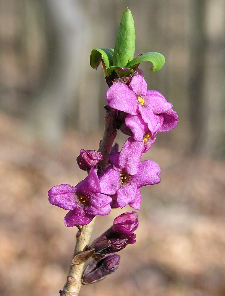 Gewöhnlicher Seidelbast, Daphne mezereum