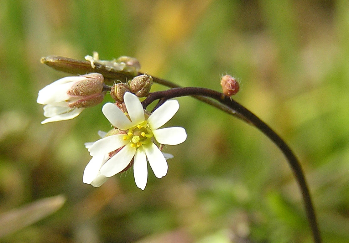 Frühlings-Hungerblümchen, Erophila verna