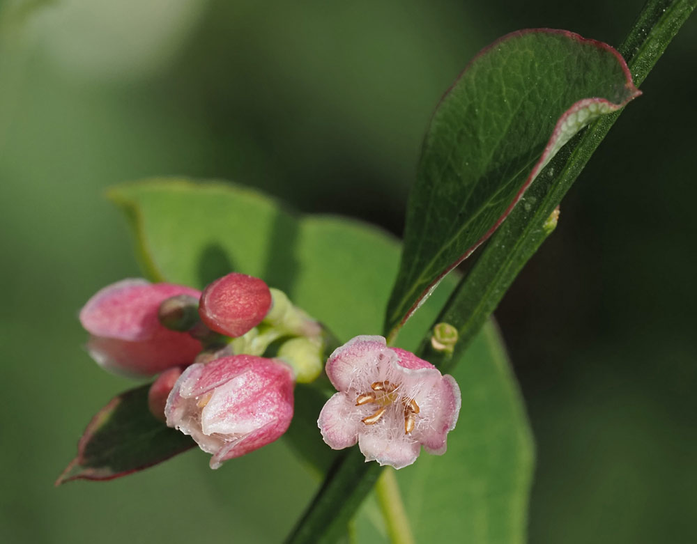Gewöhnliche Schneebeere, Symphoricarpos albus
