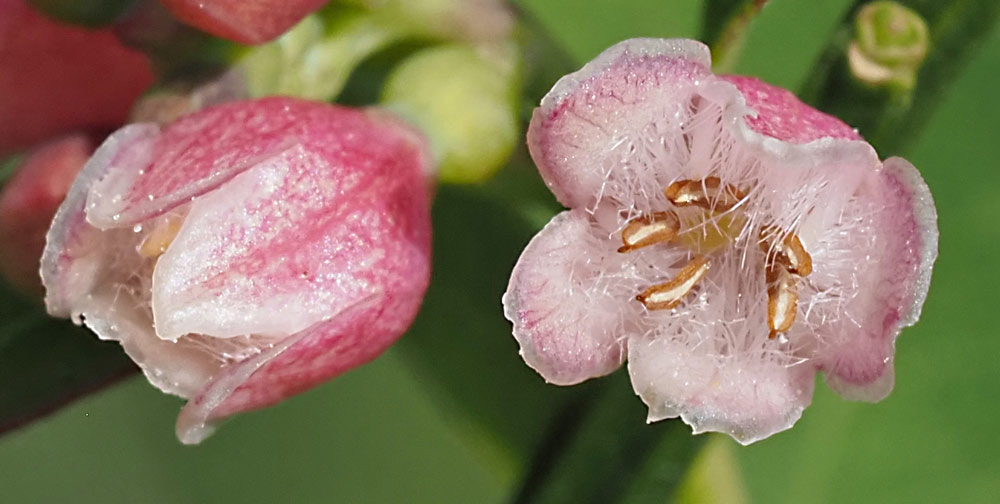 Gewöhnliche Schneebeere, Symphoricarpos albus Blüte