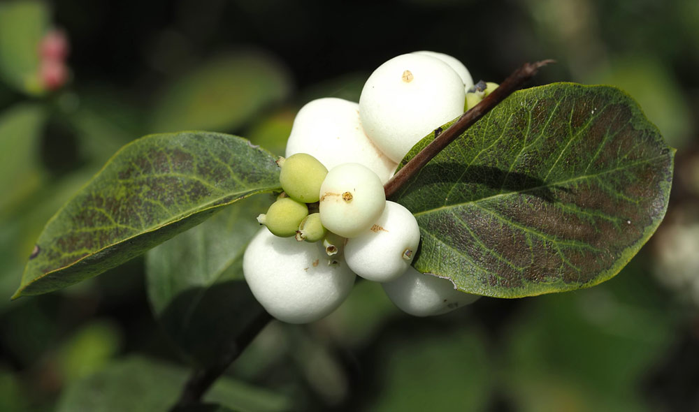 Gewöhnliche Schneebeere, Symphoricarpos albus Beeren