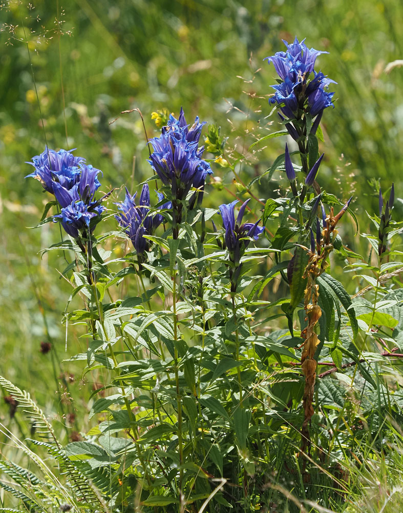Schwalbenwurz-Enzian, Gentiana asclepiadea