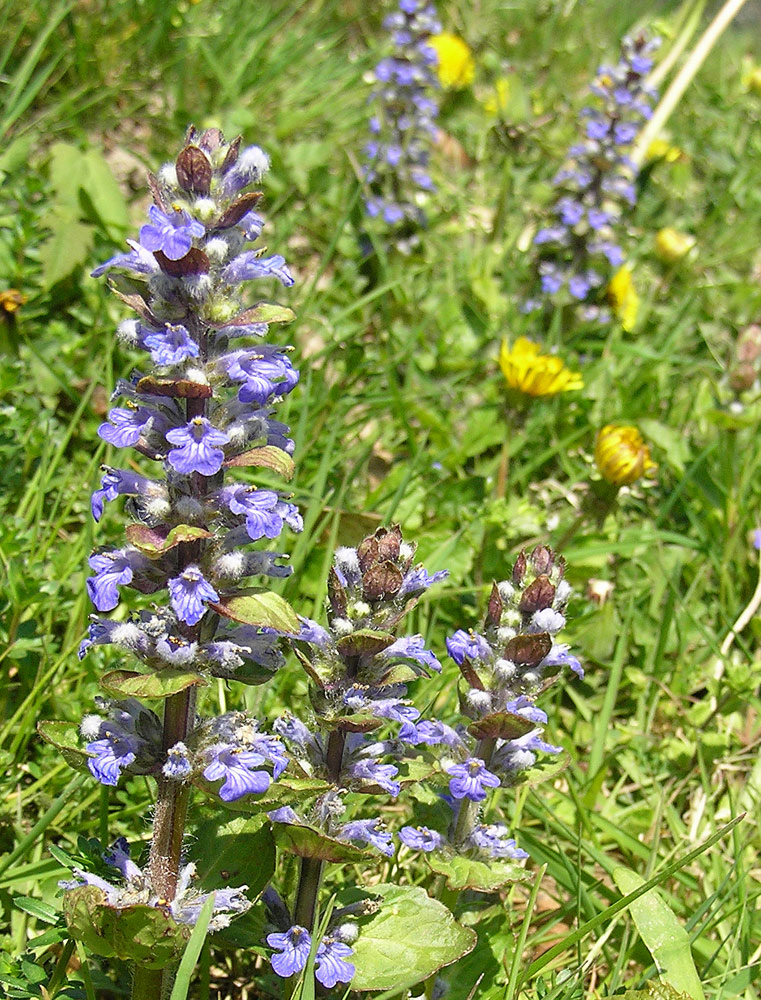 Kriechender Günsel, Ajuga reptans