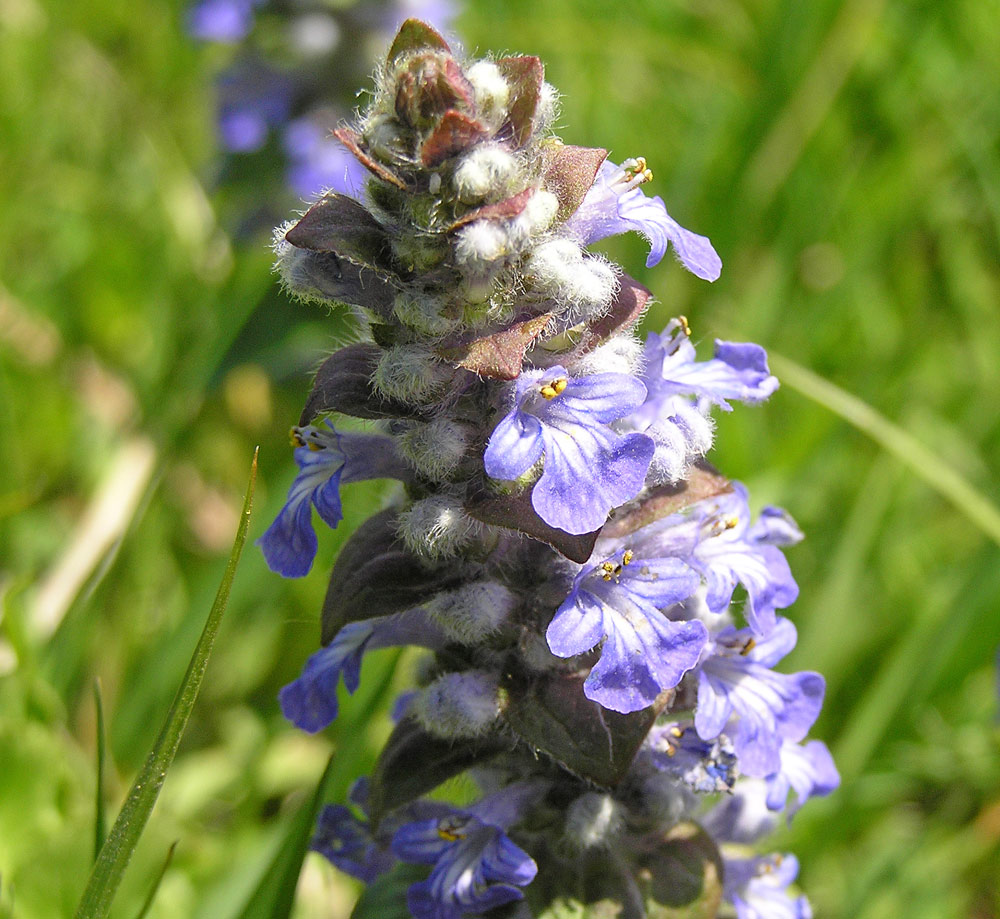 Kriechender Günsel, Ajuga reptans