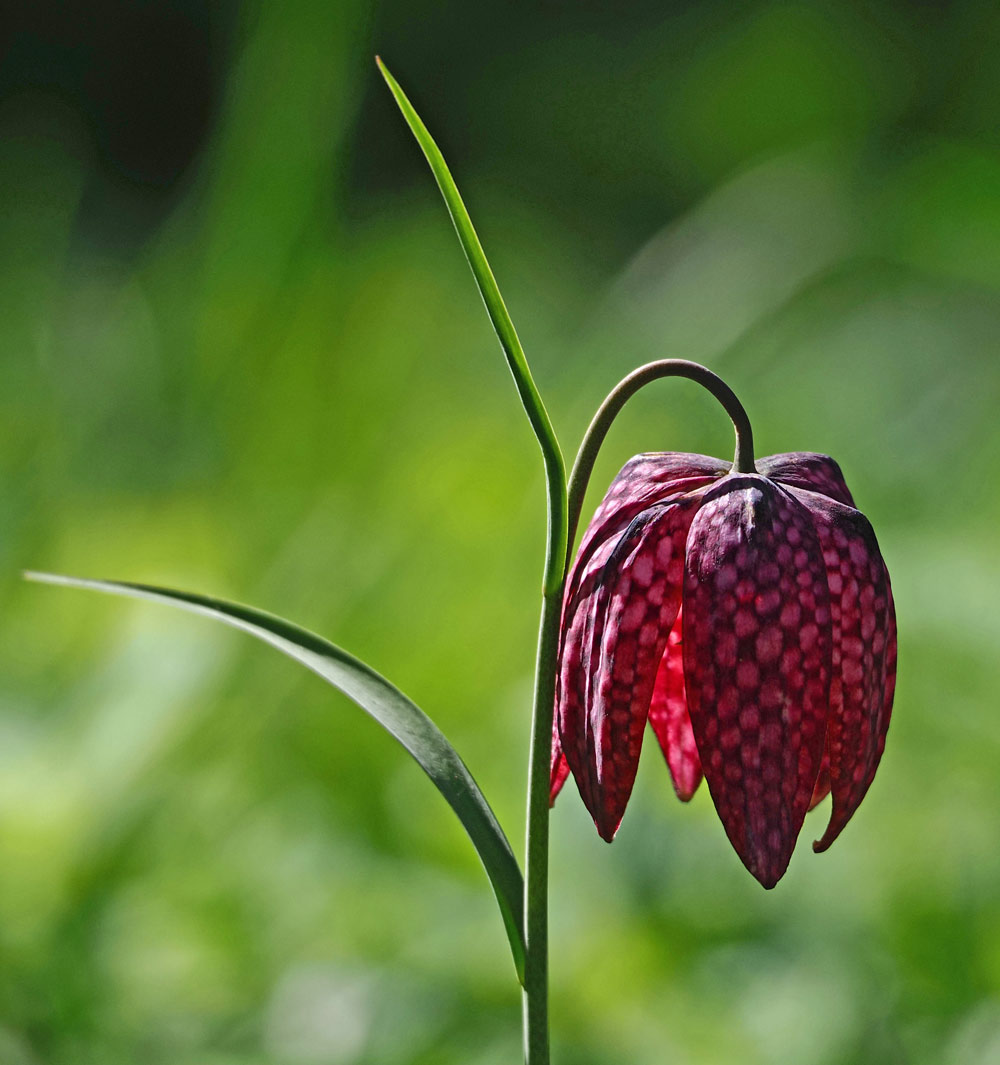 Schachblume, Fritillaria meleagris