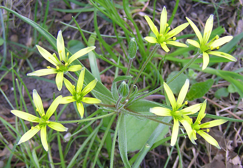 Wald-Gelbstern, Gagea lutea