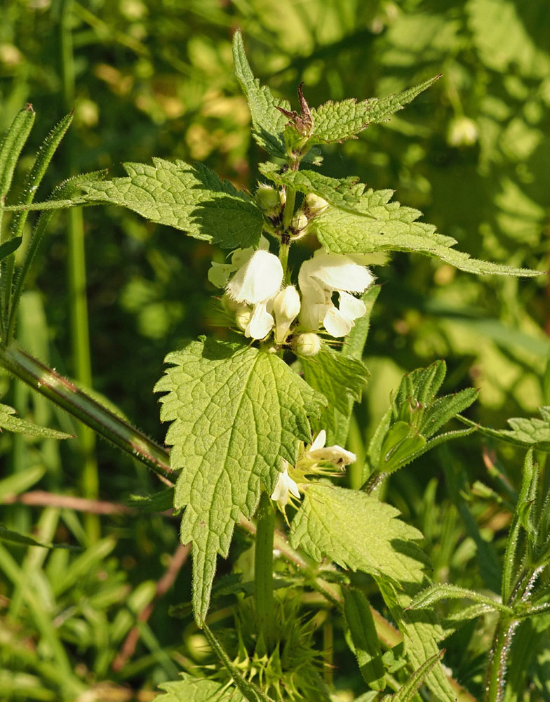 Weiße Taubnessel, Lamium album