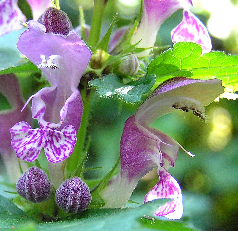 Gefleckte Taubnessel, Lamium maculatum