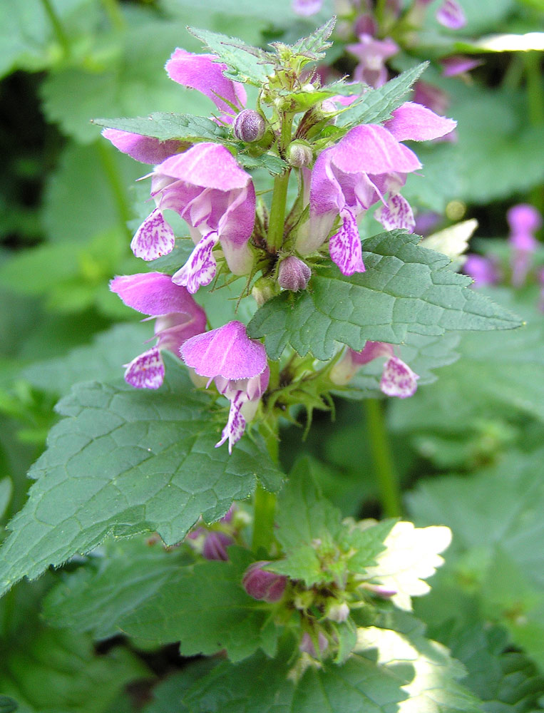 Gefleckte Taubnessel, Lamium maculatum