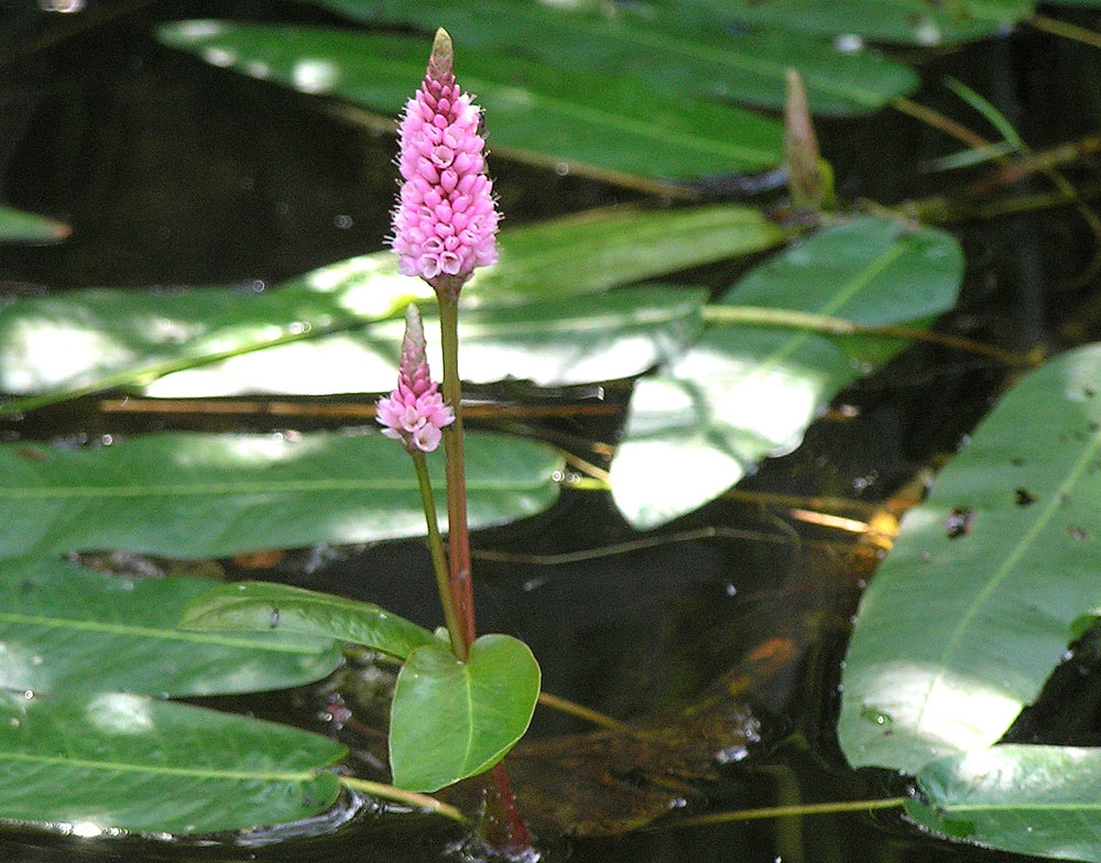Wasser-Knöterich, Persicaria amphibia