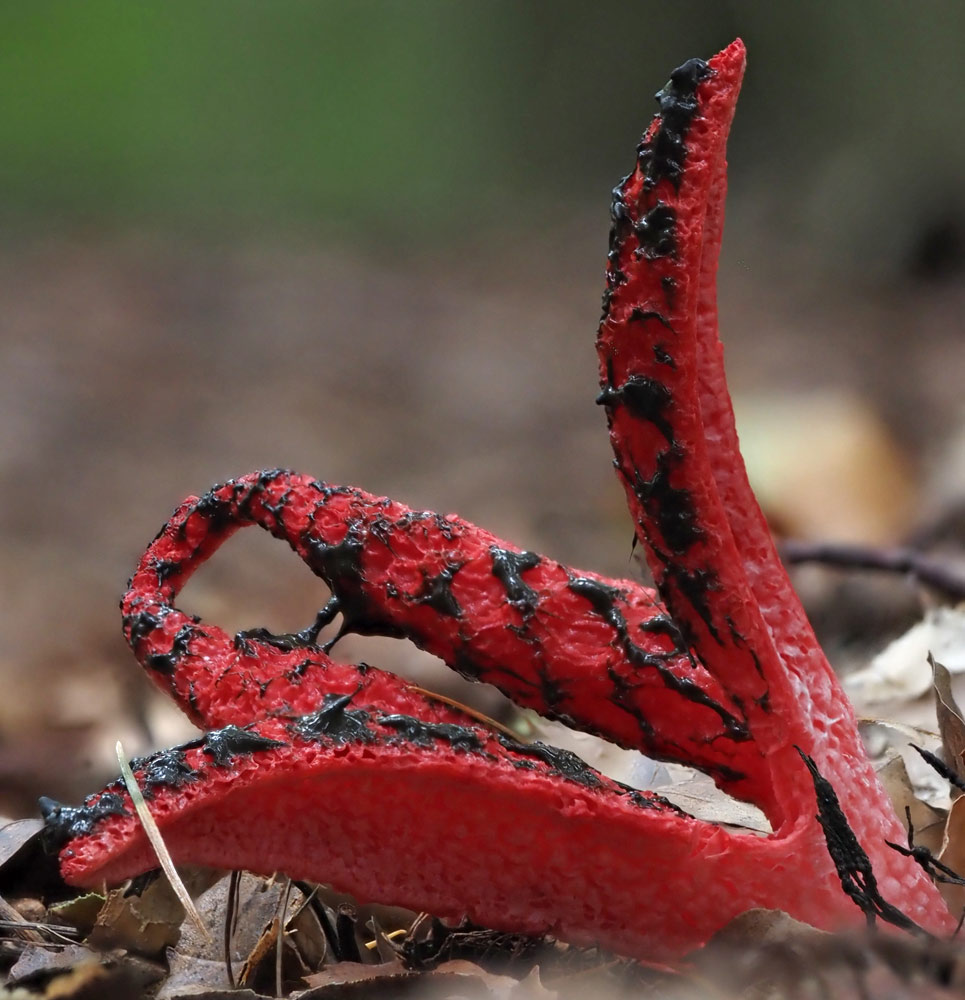 Tintenfischpilz, Clathrus archeri