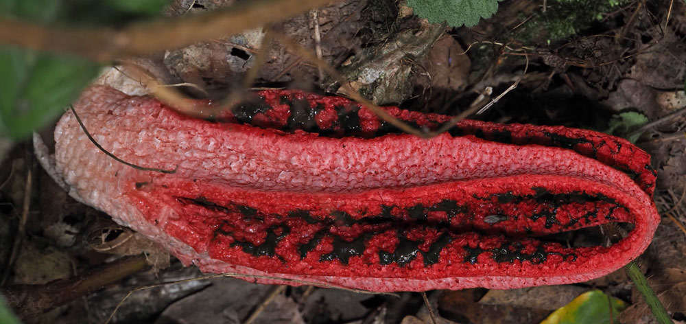 Tintenfischpilz, Clathrus archeri