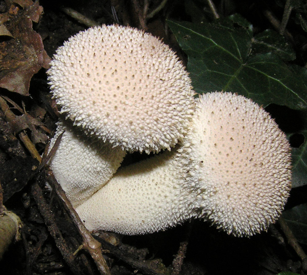 Flaschenstäubling, Lycoperdon perlatum