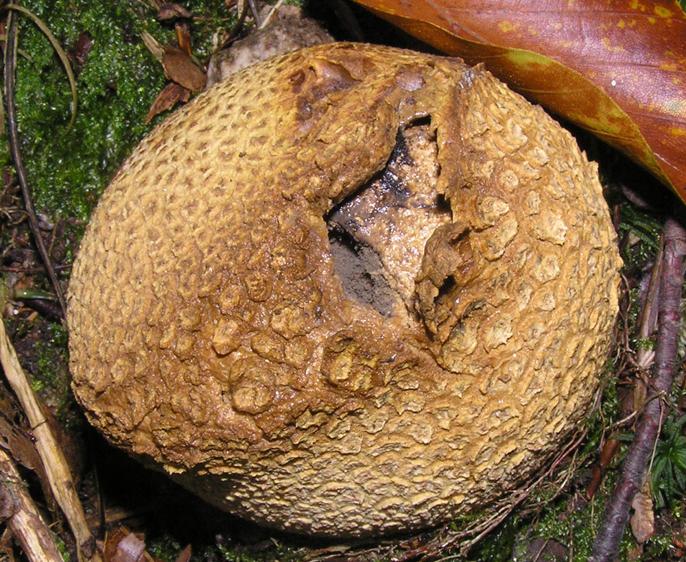 Dickschaliger Kartoffelbovist, Scleroderma citrinum