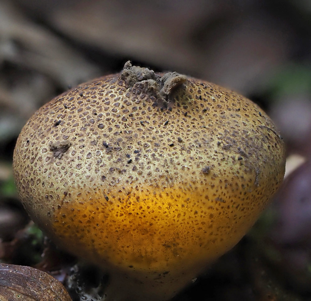 Dickschaliger Kartoffelbovist, Scleroderma citrinum
