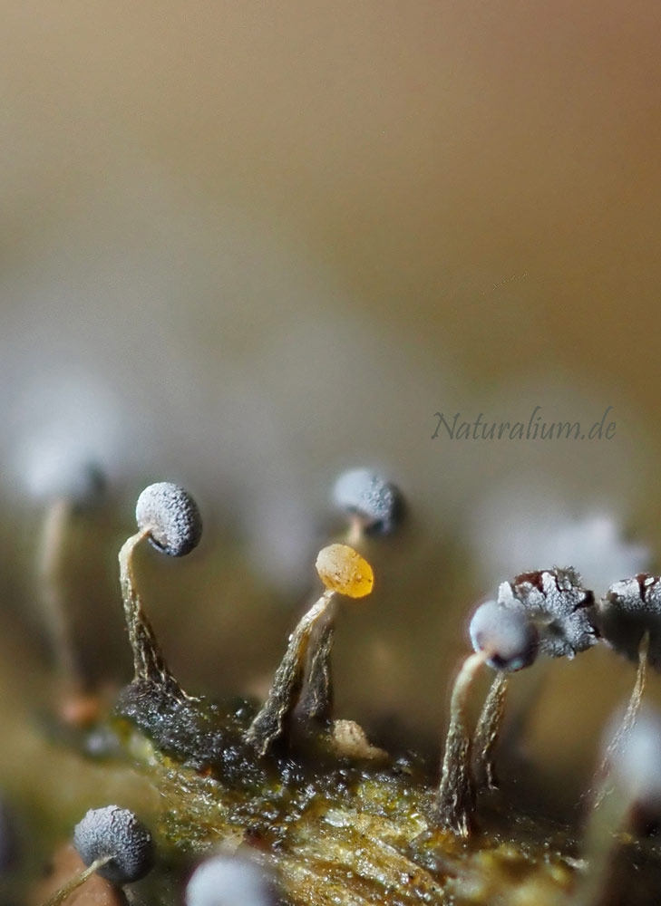 Schleimpilze, Myxomycota Schleimpilze, Myxomycota