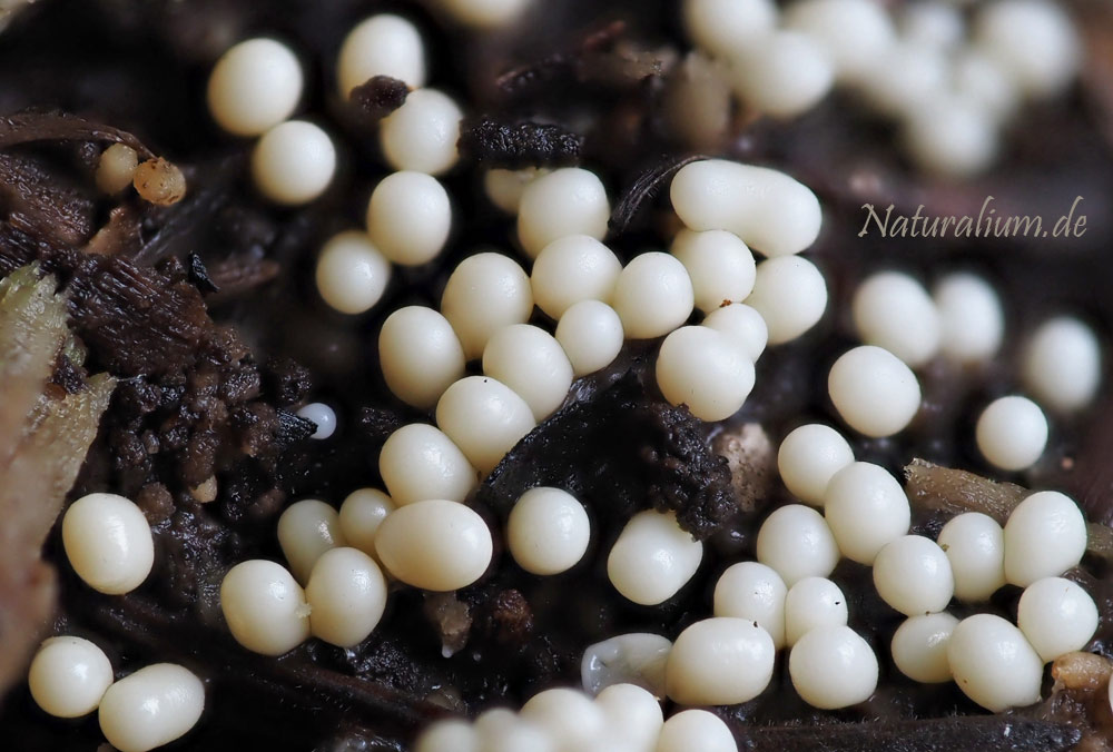 Schleimpilze, Myxomycota Schleimpilze, Myxomycota