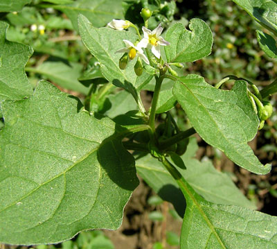 Schwarzer Nachtschatten, Solanum nigrum Schwarzer Nachtschatten, Solanum nigrum