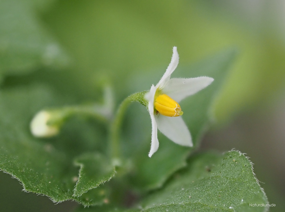 Schwarzer Nachtschatten, Solanum nigrum Schwarzer Nachtschatten, Solanum nigrum