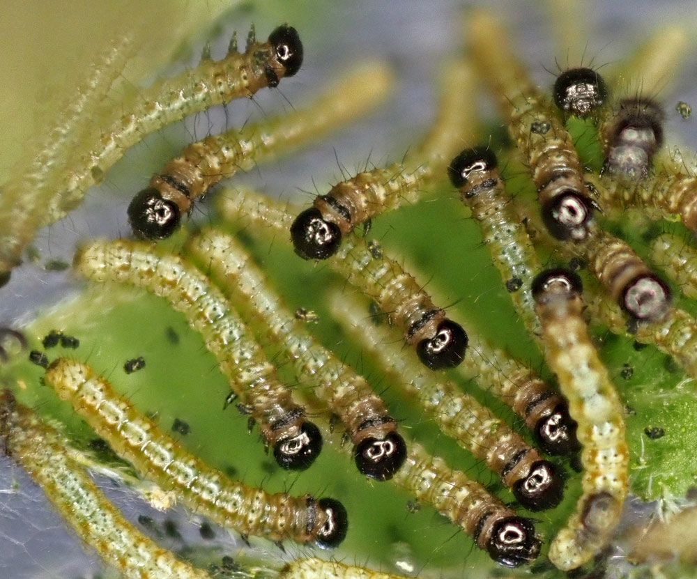 Junge Raupen Tagpfauenauge Junge Raupen Tagpfauenauge